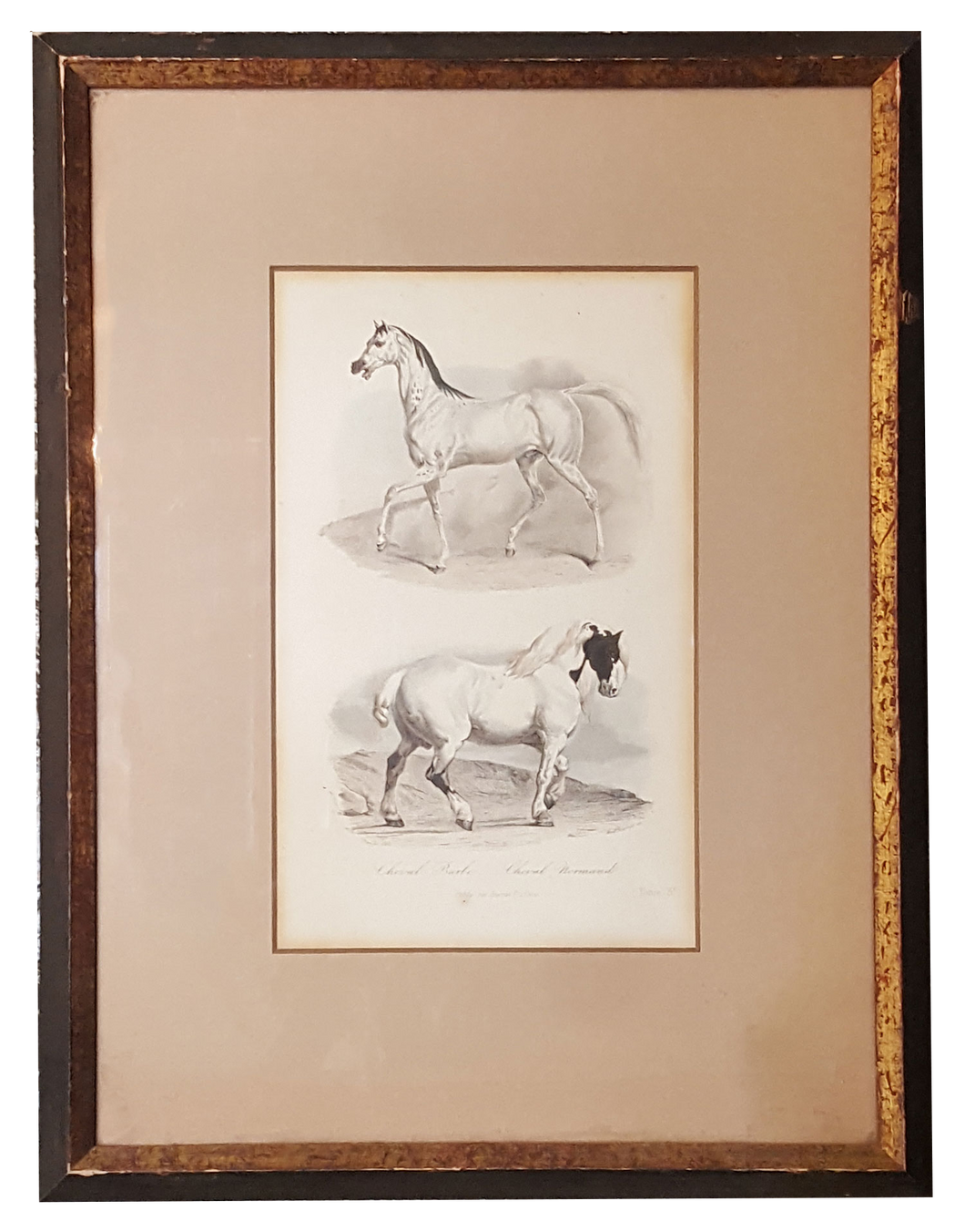horse print